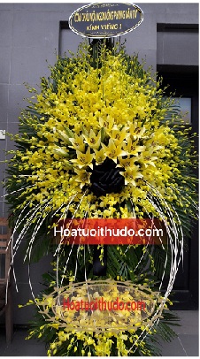 cây lan vàng tại 125 phùng hưng
